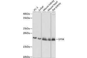 Western blot analysis of extracts of various cell lines, using GPX4 Rabbit mAb (ABIN7267436) at 1:1000 dilution.