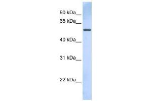 TRIM43 antibody used at 1 ug/ml to detect target protein. (TRIM43 Antikörper  (C-Term))