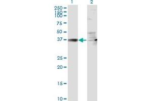 Western Blot analysis of RSAD2 expression in transfected 293T cell line by RSAD2 monoclonal antibody (M01), clone 4D10.