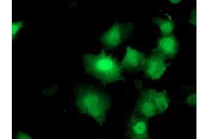 Image no. 3 for anti-Dual Specificity Phosphatase and Pro Isomerase Domain Containing 1 (DUPD1) antibody (ABIN1497926) (DUPD1 Antikörper)
