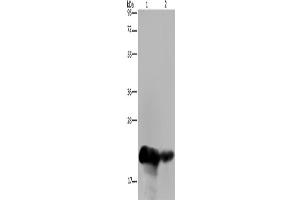 Western Blotting (WB) image for anti-Chorionic Somatomammotropin Hormone 1 (Placental Lactogen) (CSH1) antibody (ABIN2423599) (CSH1 Antikörper)