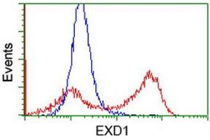 HEK293T cells transfected with either RC206223 overexpress plasmid (Red) or empty vector control plasmid (Blue) were immunostained by anti-EXD1 antibody (ABIN2454027), and then analyzed by flow cytometry. (EXD1 Antikörper)