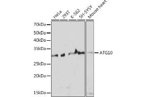 Western blot analysis of extracts of various cell lines, using  Rabbit mAb (ABIN7265787) at 1:1000 dilution. (ATG10 Antikörper)