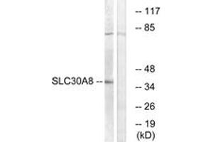 Western Blotting (WB) image for anti-Solute Carrier Family 30 (Zinc Transporter), Member 8 (SLC30A8) (AA 171-220) antibody (ABIN2890705) (SLC30A8 Antikörper  (AA 171-220))
