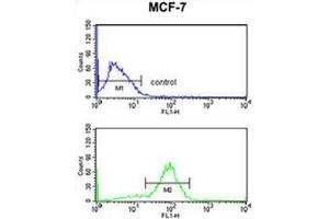 ANO7 Antibody (N-term) flow cytometry analysis of MCF-7 cells (bottom histogram) compared to a negative control cell (top histogram).