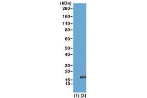 Western blot of recombinant histone H3. (Rekombinanter Histone 3 Antikörper  (3meLys36))