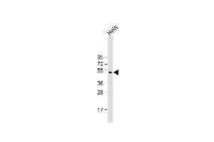Anti-GSK3A Antibody (G83) at 1:1000 dilution + Hela whole cell lysate Lysates/proteins at 20 μg per lane. (GSK3 alpha Antikörper  (N-Term))
