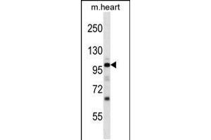 Western blot analysis in mouse heart tissue lysates (35ug/lane). (NPR1 Antikörper  (N-Term))