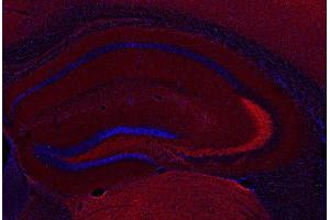 Indirect immunostaining PFA fixed mouse hippocampus section (dilution 1 : 500; red). (STXBP1 Antikörper  (AA 580-594))