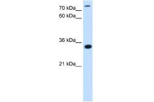 Western Blot showing C3orf31 antibody used at a concentration of 2. (TAM41 Antikörper  (N-Term))
