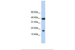 Image no. 1 for anti-Polymerase (RNA) II (DNA Directed) Polypeptide I, 14.5kDa (POLR2I) (N-Term) antibody (ABIN6737851)