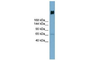 WB Suggested Anti-DMBT1 Antibody Titration:  0.
