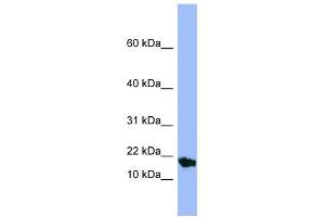 SMR3A antibody used at 1 ug/ml to detect target protein.