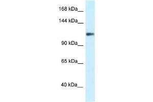 Western Blot showing KCNH3 antibody used at a concentration of 1.