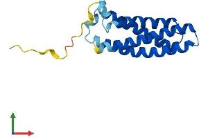 AlphaFold protein structure predicition of Mouse Recombinant Mall Protein, UniprotID Q91X49 (Mal, T-Cell Differentiation Protein-Like (Mall) (AA 1-154) protein (His tag))