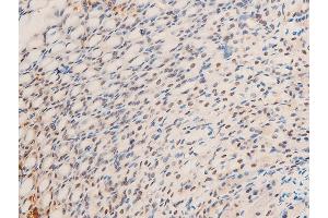 ABIN6267305 at 1/100 staining mouse gastric tissue sections by IHC-P. (C-JUN Antikörper  (pThr239))