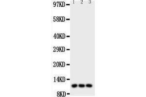 Western Blotting (WB) image for anti-Chemokine (C-C Motif) Ligand 1 (CCL1) (AA 24-96) antibody (ABIN3043738)