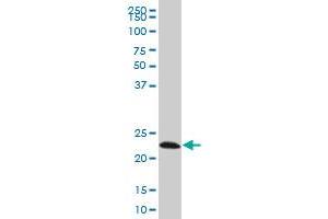 EFHD1 monoclonal antibody (M08A), clone 1F5 Western Blot analysis of EFHD1 expression in Hela S3 NE . (EFHD1 Antikörper  (AA 168-238))
