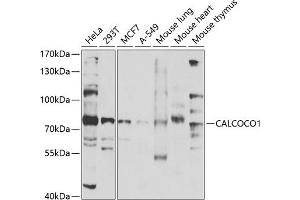 Western blot analysis of extracts of various cell lines, using C antibody (ABIN6130030, ABIN6137858, ABIN6137859 and ABIN6224002) at 1:1000 dilution. (CALCOCO1 Antikörper  (AA 462-691))