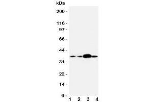 Western blot testing of APEX1 antibody and human samples 1:  U87;  2: A549;  3: SMMC-7721;  4: HeLa cell lysate. (APEX1 Antikörper  (Middle Region))