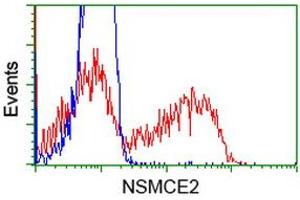HEK293T cells transfected with either RC207639 overexpress plasmid (Red) or empty vector control plasmid (Blue) were immunostained by anti-NSMCE2 antibody (ABIN2453380), and then analyzed by flow cytometry. (NSMCE2 Antikörper)