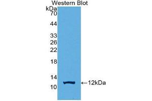 Western Blotting (WB) image for anti-Protein Kinase (CAMP-Dependent, Catalytic) Inhibitor gamma (PKIG) (AA 1-76) antibody (ABIN2116738) (PKIG Antikörper  (AA 1-76))