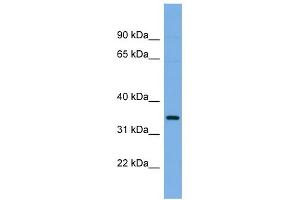 WB Suggested Anti-PLSCR1 Antibody Titration: 0. (PLSCR1 Antikörper  (N-Term))
