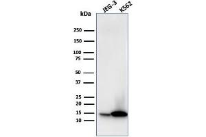 Western Blot Analysis of JEG-3 and K562 cell lysate using Galectin-1 Monospecific Mouse Monoclonal Antibody (GAL1/1831). (LGALS1/Galectin 1 Antikörper  (AA 12-108))