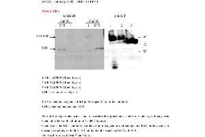 Image no. 1 for anti-Early B-Cell Factor 1 (EBF1) (N-Term) antibody (ABIN309616) (EBF1 Antikörper  (N-Term))