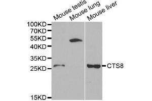 Western blot analysis of extracts of various cell lines, using CST8 antibody. (CST8 Antikörper  (AA 53-142))