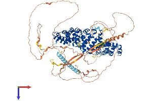 ARVCF Protein (AA 1-962) (His tag)