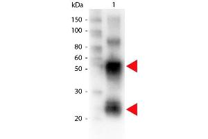 Western Blot of Biotin conjugated Rabbit anti-Swine antibody. (Kaninchen anti-Schwein IgG (Heavy & Light Chain) Antikörper (Biotin) - Preadsorbed)