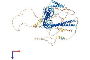 AFAP1L1 Protein (AA 1-768) (His tag)