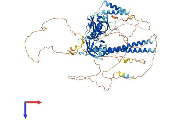 AFAP1L1 Protein (AA 1-768) (His tag)