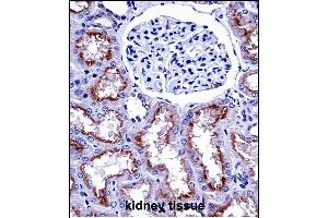 NOX4 Antibody (N-term) ((ABIN657946 and ABIN2846890))immunohistochemistry analysis in formalin fixed and paraffin embedded human kidney tissue followed by peroxidase conjugation of the secondary antibody and DAB staining. (NADPH Oxidase 4 Antikörper  (N-Term))
