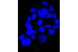 Confocal Immunofluorescent analysis of A431 cells using CF488-labeled Isotype Control MAb (IgG2a) (Green). (EGFR Antikörper  (Extracellular Domain) (CF®488A))