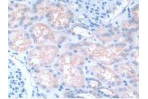 IHC-P analysis of Human Kidney Tissue, with DAB staining. (GNB1L Antikörper  (AA 69-247))
