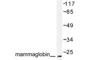 Image no. 1 for anti-Secretoglobin, Family 2A, Member 2 (SCGB2A2) antibody (ABIN271899) (Mammaglobin A Antikörper)