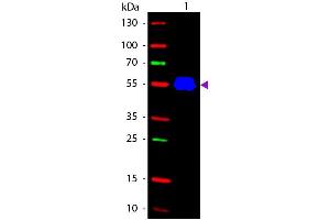 Western blot of Fluorescein conjugated Rabbit Anti-Mouse IgG2a (Gamma 2a chain) secondary antibody. (Kaninchen anti-Maus IgG2a (Heavy Chain) Antikörper (FITC) - Preadsorbed)
