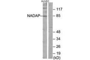 anti-Solute Carrier Family 4 (Anion Exchanger), Member 1, Adaptor Protein (SLC4A1AP) (AA 421-470) antibody