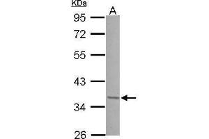 WB Image Sample (30 ug of whole cell lysate) A: 293T 10% SDS PAGE antibody diluted at 1:1000 (JunD Antikörper  (Center))