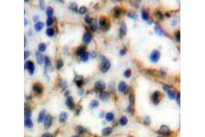Used in DAB staining on fromalin fixed paraffin-embedded Spleen tissue (SIGLEC5 Antikörper  (AA 458-551))