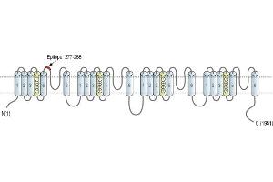 anti-Sodium Channel, Voltage-Gated, Type III, alpha Subunit (SCN3A) (3rd Extracellular Loop), (AA 277-288), (Domain 1) antibody