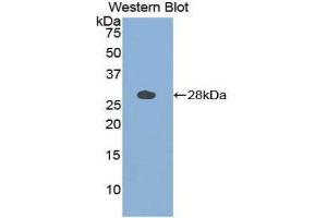 Western Blotting (WB) image for anti-Cathepsin S (CTSS) (AA 115-331) antibody (ABIN1858559) (Cathepsin S Antikörper  (AA 115-331))
