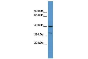 Dusp11 antibody used at 0. (DUSP11 Antikörper  (N-Term))