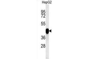 Western Blotting (WB) image for anti-Paraoxonase 2 (PON2) antibody (ABIN3002432) (PON2 Antikörper)