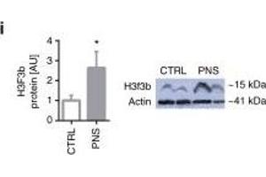 MiR-340 exerts its effects through targeting of GR, Cry2, and H3f3b. (Histone H3.3B Antikörper  (full length))