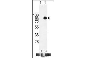 Western blot analysis of MUC20 using rabbit polyclonal MUC20 Antibody using 293 cell lysates (2 ug/lane) either nontransfected (Lane 1) or transiently transfected with the MUC20 gene (Lane 2).