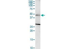 SERPINB1 MaxPab rabbit polyclonal antibody. (SERPINB1 Antikörper  (AA 1-379))