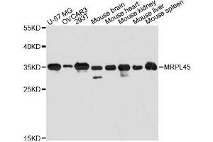 Western blot analysis of extracts of various cell lines, using MRPL45 antibody. (MRPL45 Antikörper  (AA 57-306))